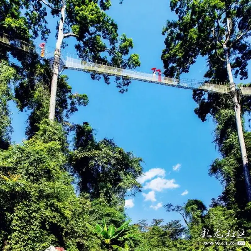 望天樹景區對年滿60週歲以上的遊客免門票,南臘河觀光遊船和樹冠走廊