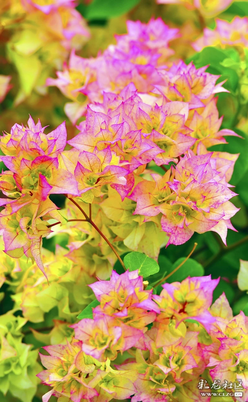"为君开"彩色三角梅-彩龙社区