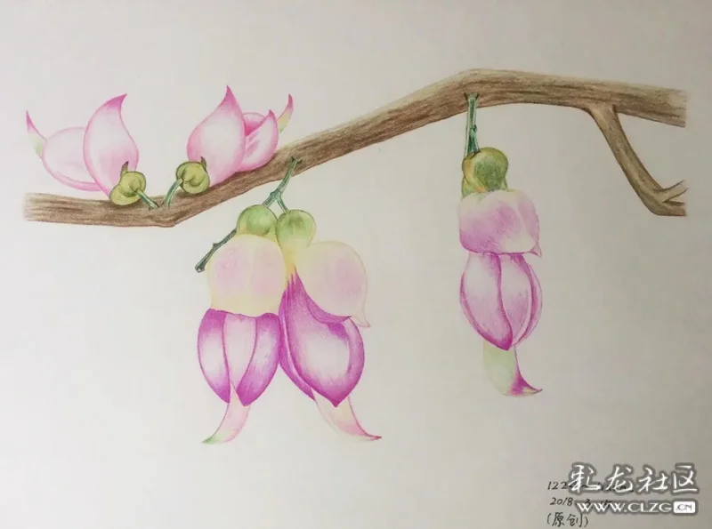 禾雀花实在是花鸟画的好题材,值得我们深入挖掘其文化内涵,探索出生动