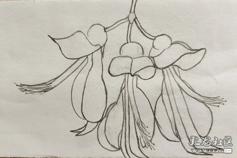 为禾雀花传粉是多种松鼠,果子狸,貂,猕猴,老鼠等啮齿动物.