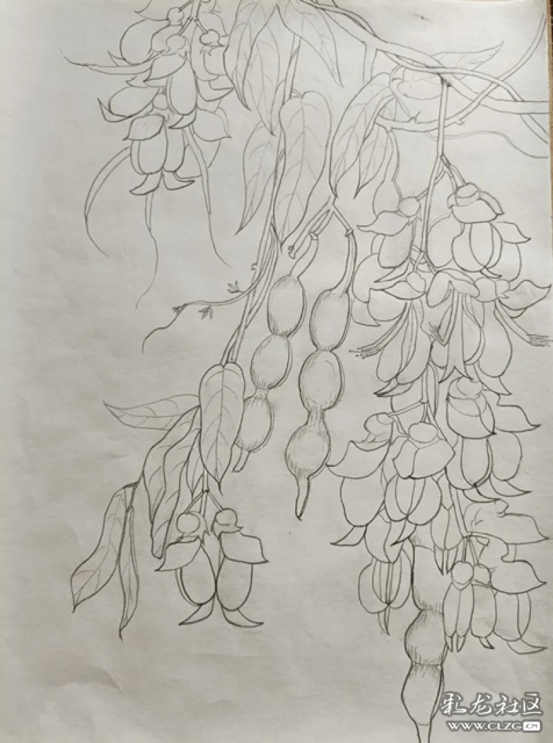 幸好,附近的停车棚有很多禾雀花和其豆荚让我得以仔细观察,了解其开花