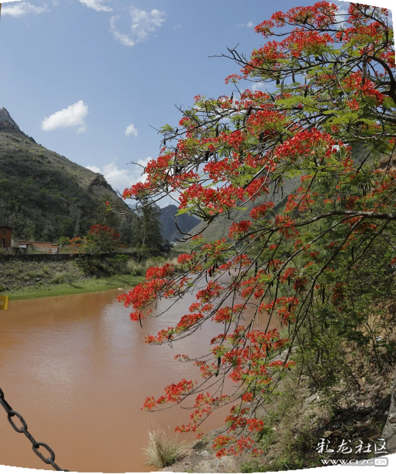 五月易门绿汁镇别有韵味红艳艳凤凰花开在绿汁江边两岸花团锦簇的画面