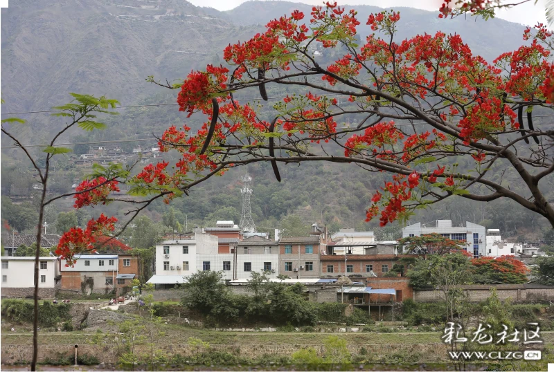 五月易门绿汁镇别有韵味红艳艳凤凰花开在绿汁江边两岸花团锦簇的画面