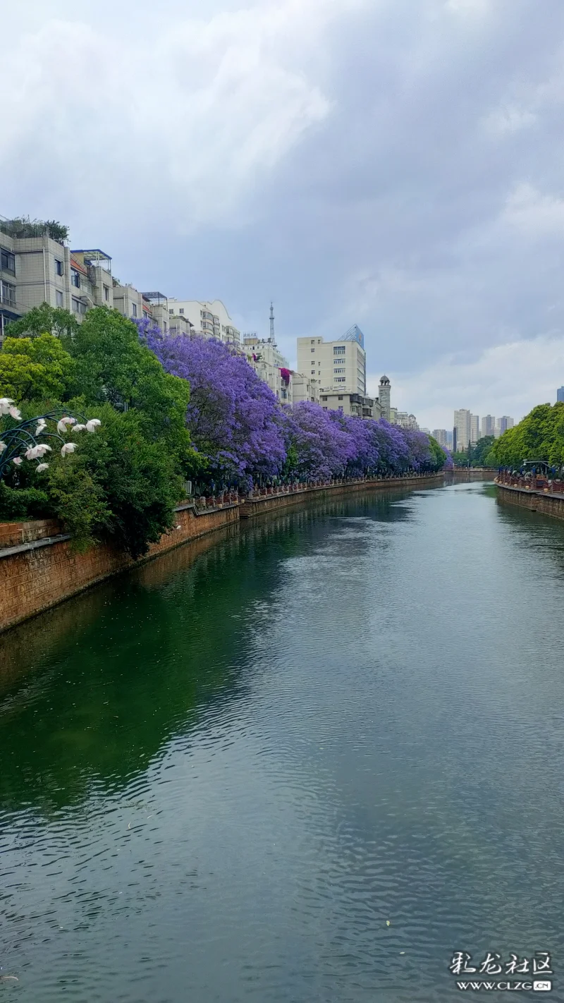 这个春天昆明蓝色的花海是最美的期待