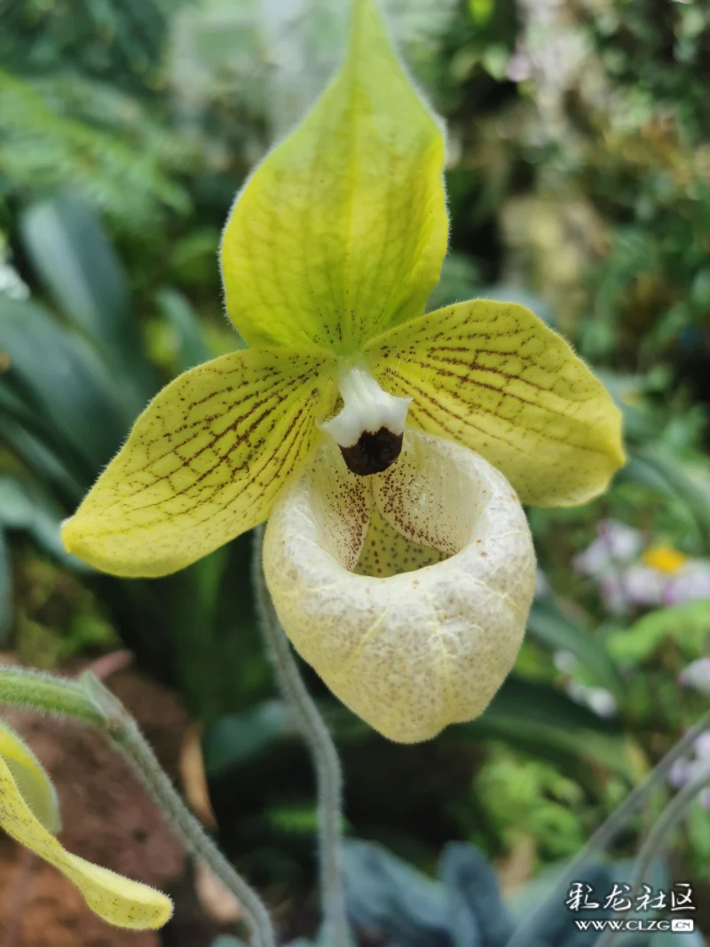 云南特有的麻栗坡兜兰-彩龙社区