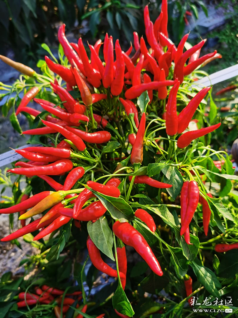 川椒种业:三樱椒和朝天椒的区别是什么?-彩龙社区