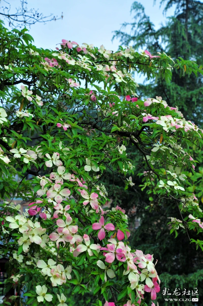 在昆明市西山区乐居古村前的广场边,有两棵四照花树,满树的花朵,像