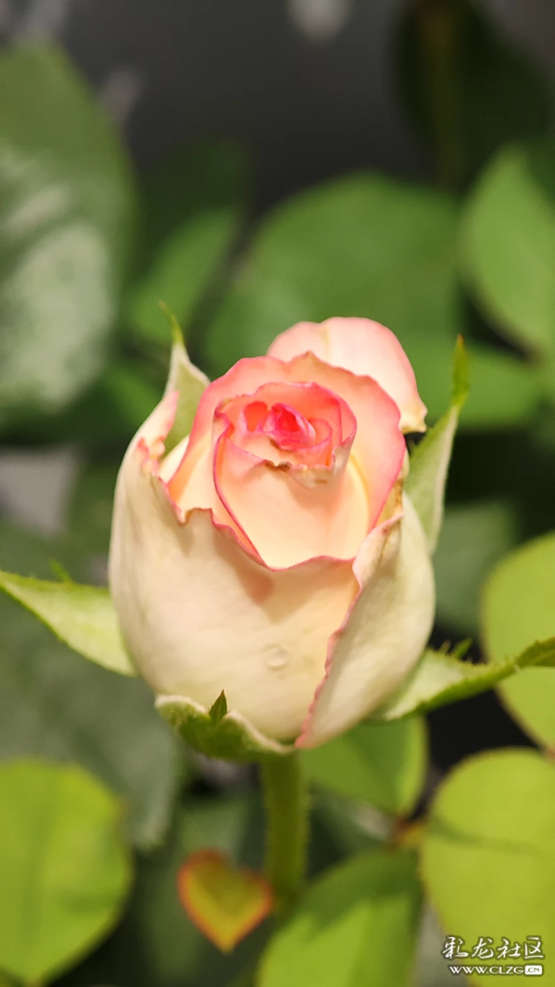 天光o扶殇曦光从门隙和窗子里射进来有一群牛奶色的鸟鸣跟着脚跟把我