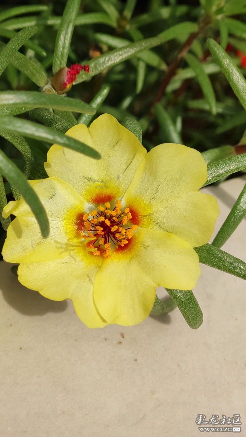 天光o扶殇曦光从门隙和窗子里射进来有一群牛奶色的鸟鸣跟着脚跟把我