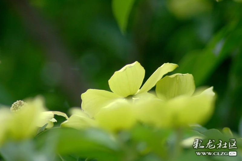 雲南有一種古樹種名叫:四照花(俗稱烏肚雞,雞嗉子)-彩龍社區