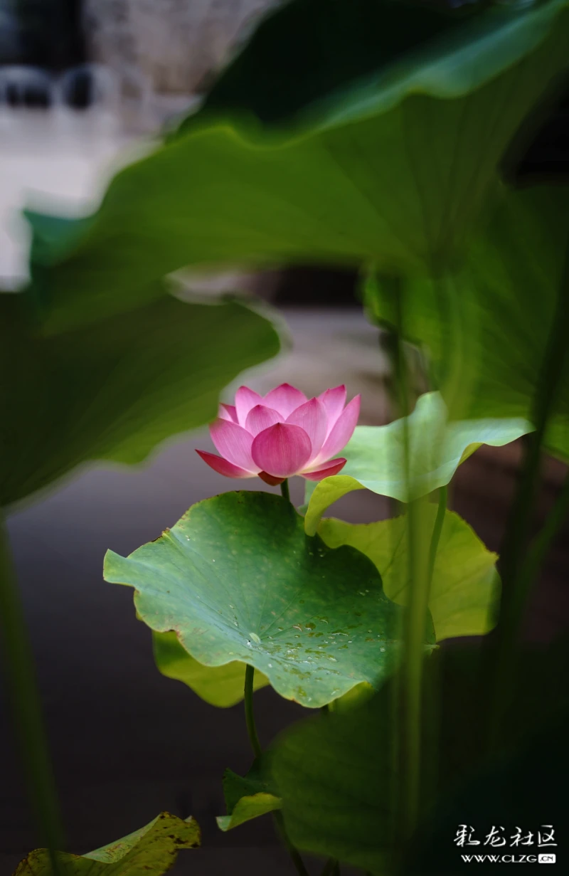 池中荷,葉上花,葉下花,水中花姿態婀娜;岸邊人,穿旗袍,打紅傘,拍抖音