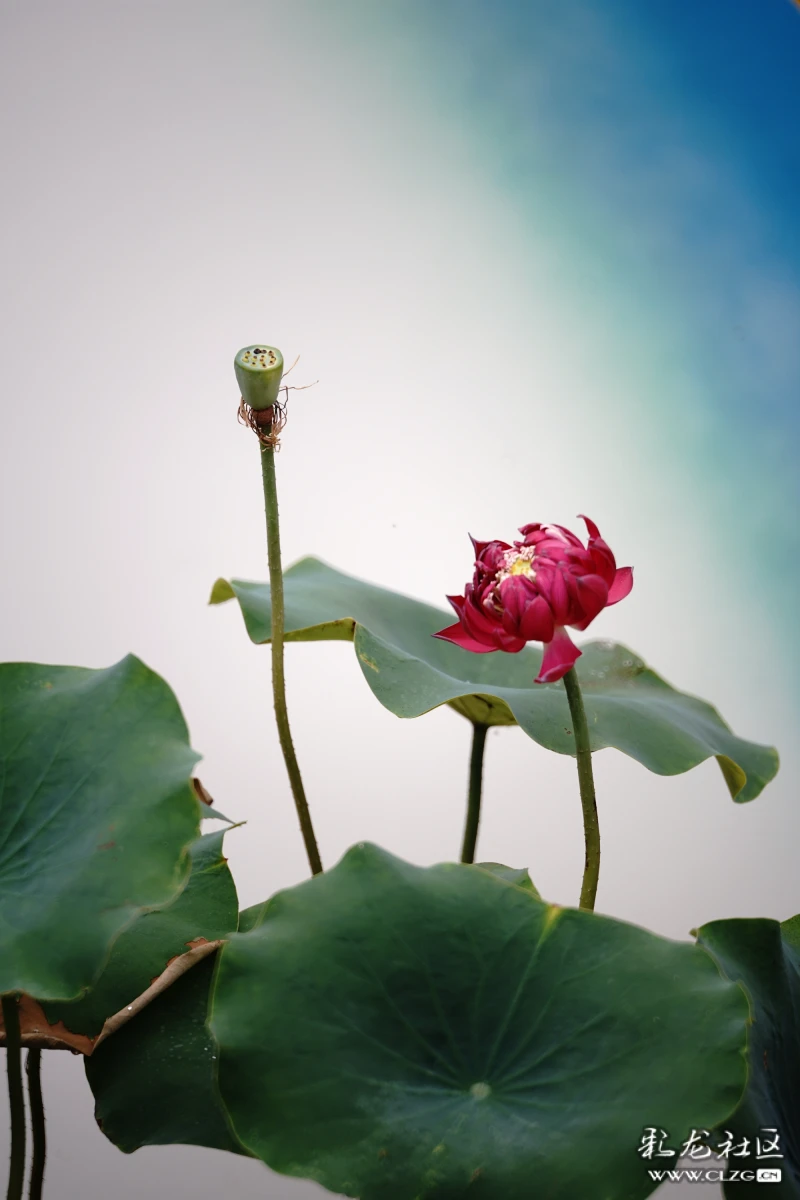 池中荷,葉上花,葉下花,水中花姿態婀娜;岸邊人,穿旗袍,打紅傘,拍抖音