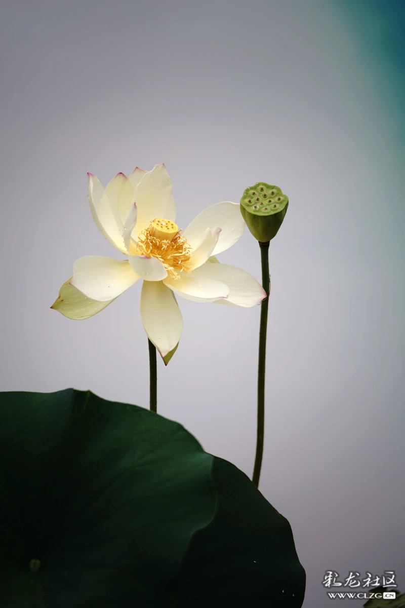 池中荷,葉上花,葉下花,水中花姿態婀娜;岸邊人,穿旗袍,打紅傘,拍抖音