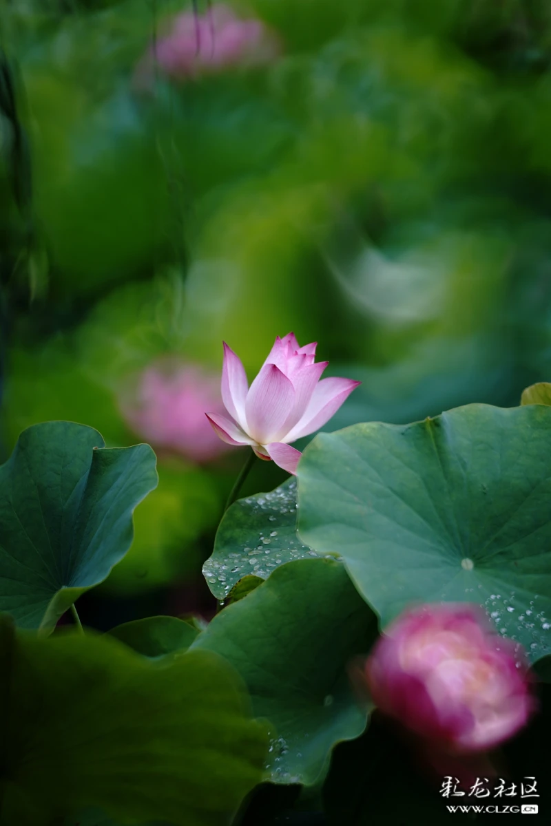 池中荷,葉上花,葉下花,水中花姿態婀娜;岸邊人,穿旗袍,打紅傘,拍抖音