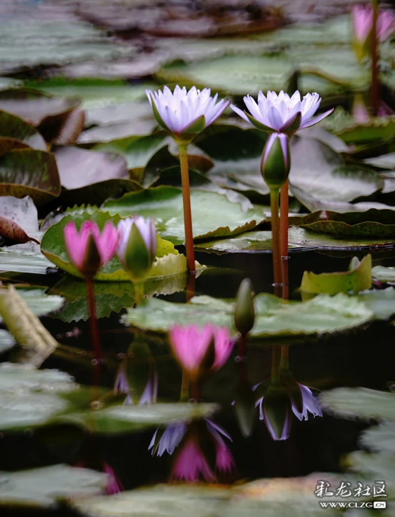 池中荷,葉上花,葉下花,水中花姿態婀娜;岸邊人,穿旗袍,打紅傘,拍抖音