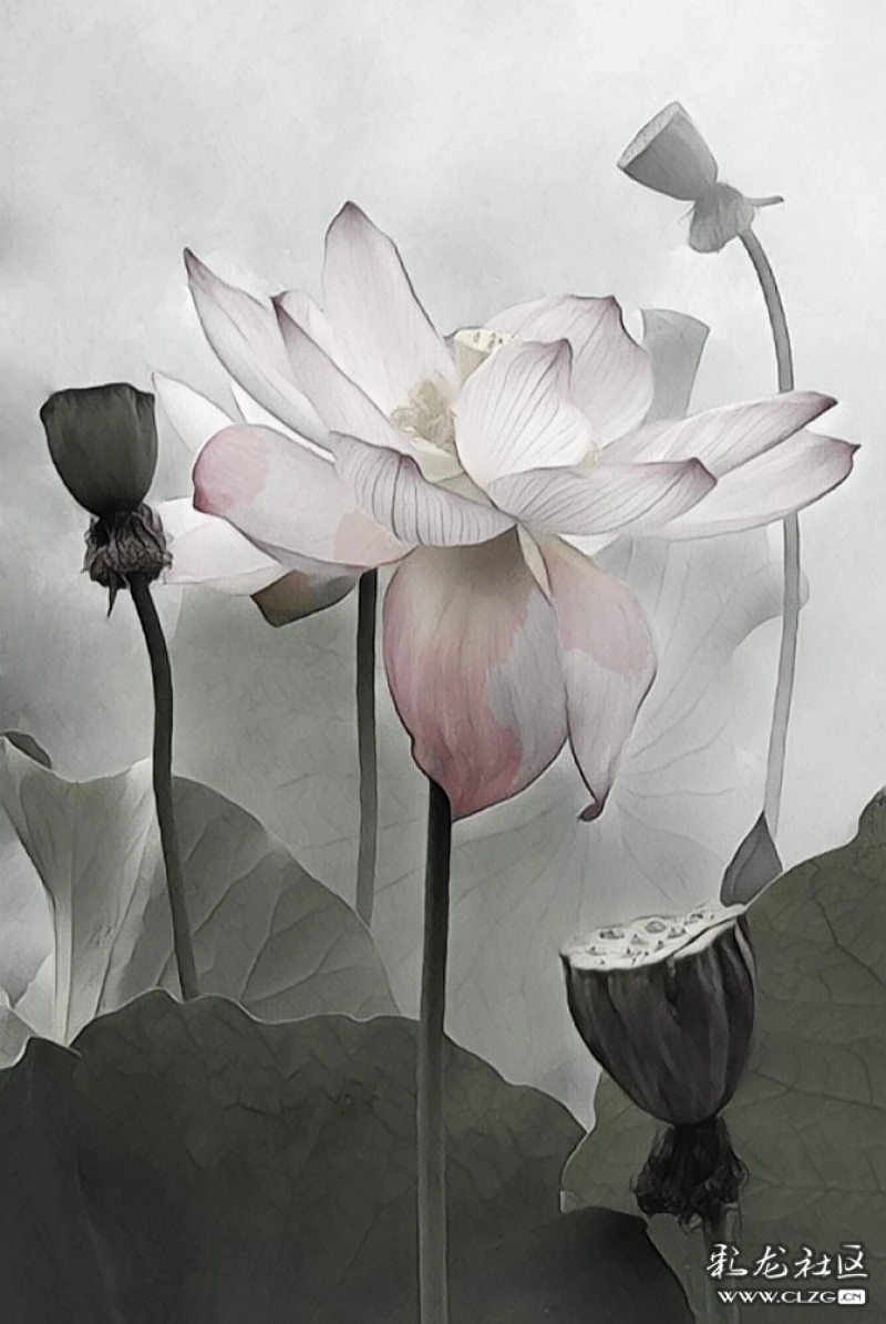 画意摄影《荷花韵》-彩龙社区