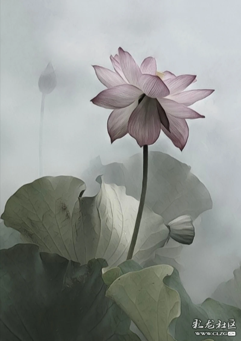 画意摄影《荷花韵》-彩龙社区