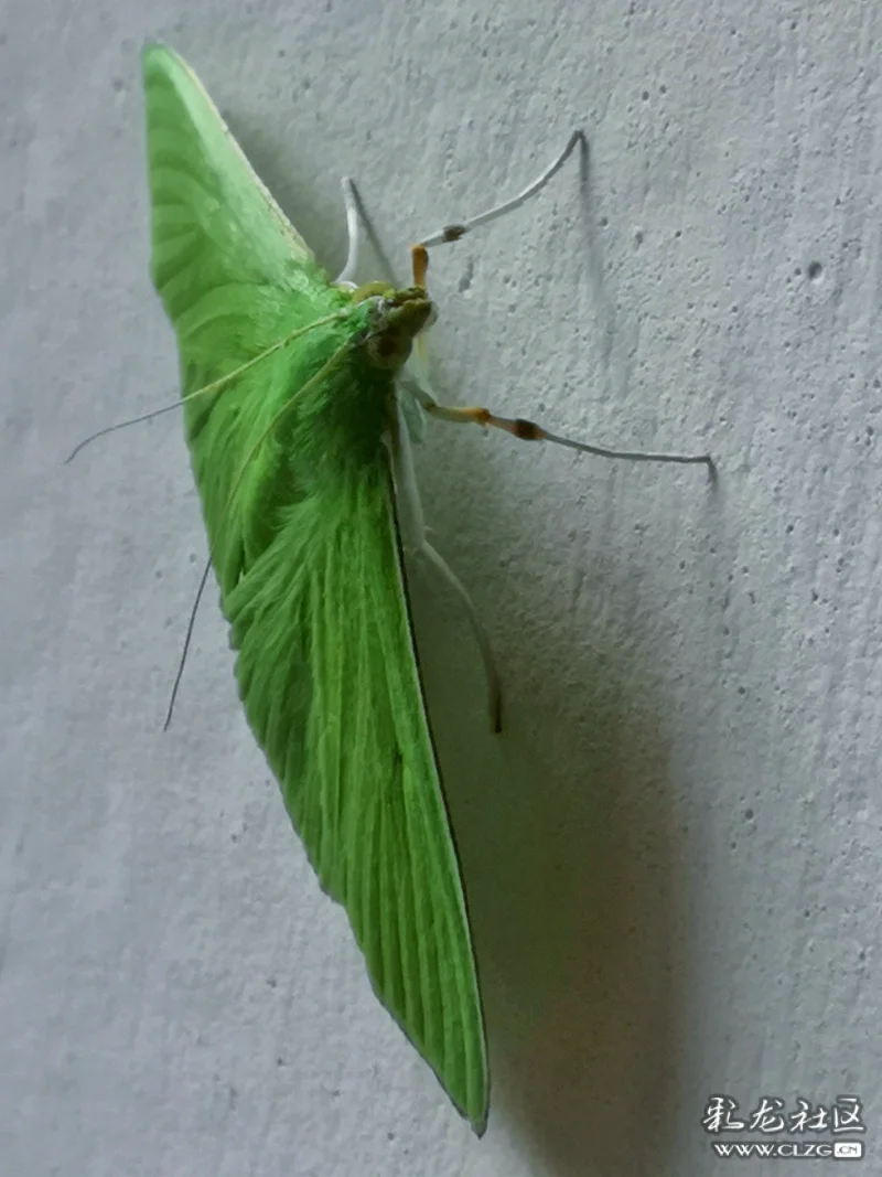昆虫记之(62)绿色尺蛾!-彩龙社区
