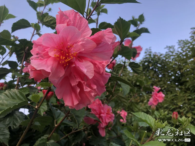 重瓣朱槿花-彩龍社區