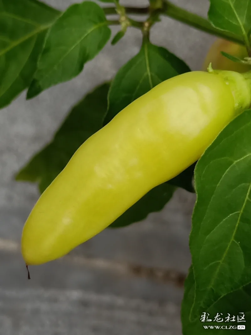 冲天黄-彩龙社区