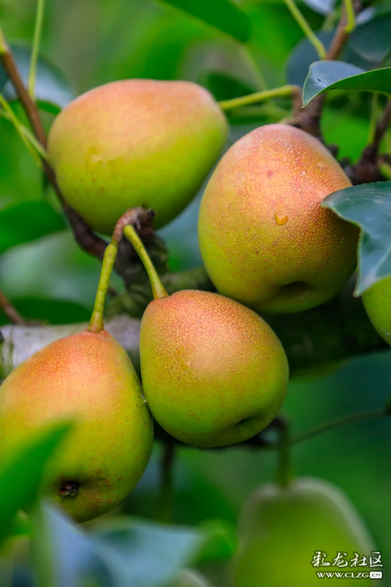 安宁八街"红梨"熟了,比往年都好吃,周末可以约了-彩龙社区