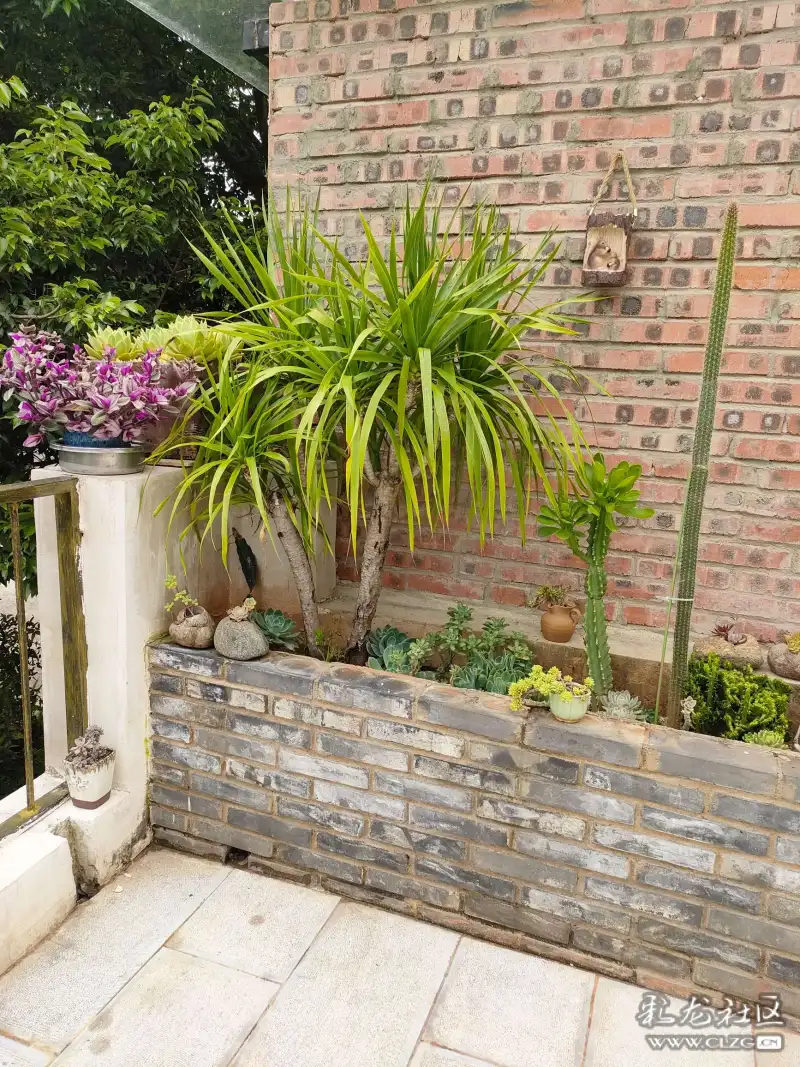 绿植多肉混搭的花台拥抱阳光快来拥抱阳光吧～坐在莲花旁 什么也不想