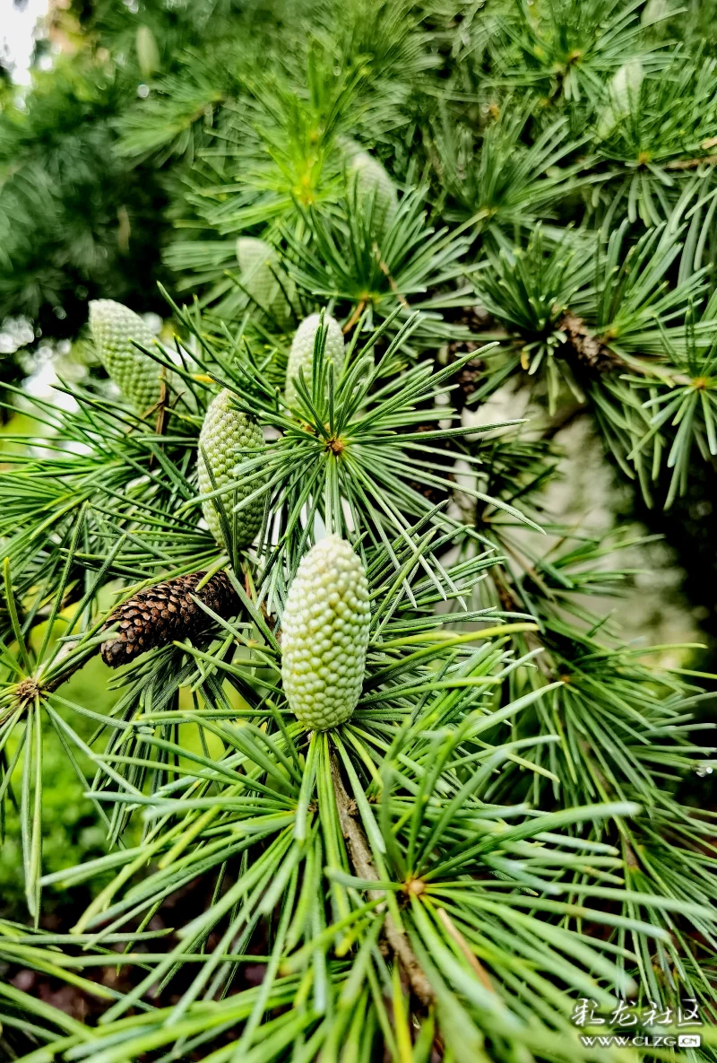 雪松层层叠叠的枝头挂满椭圆的松果密密麻麻形似鹅蛋郁郁葱葱青翠欲滴