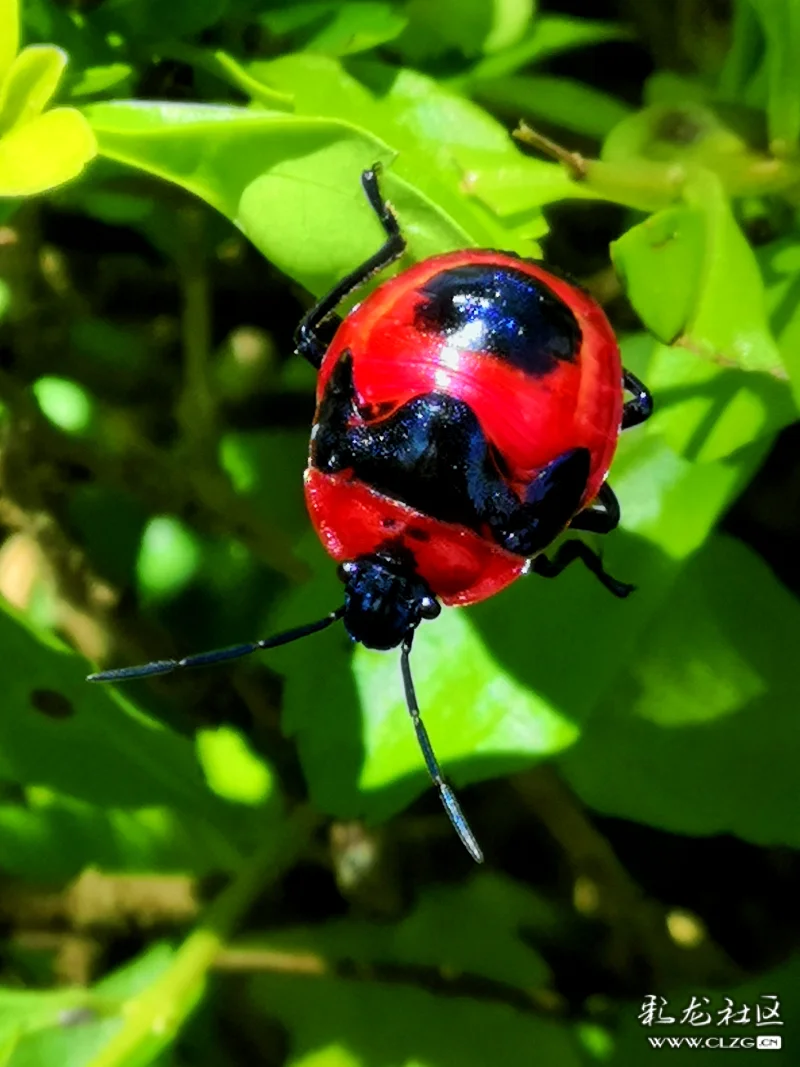 昆虫记之64油茶宽盾蝽