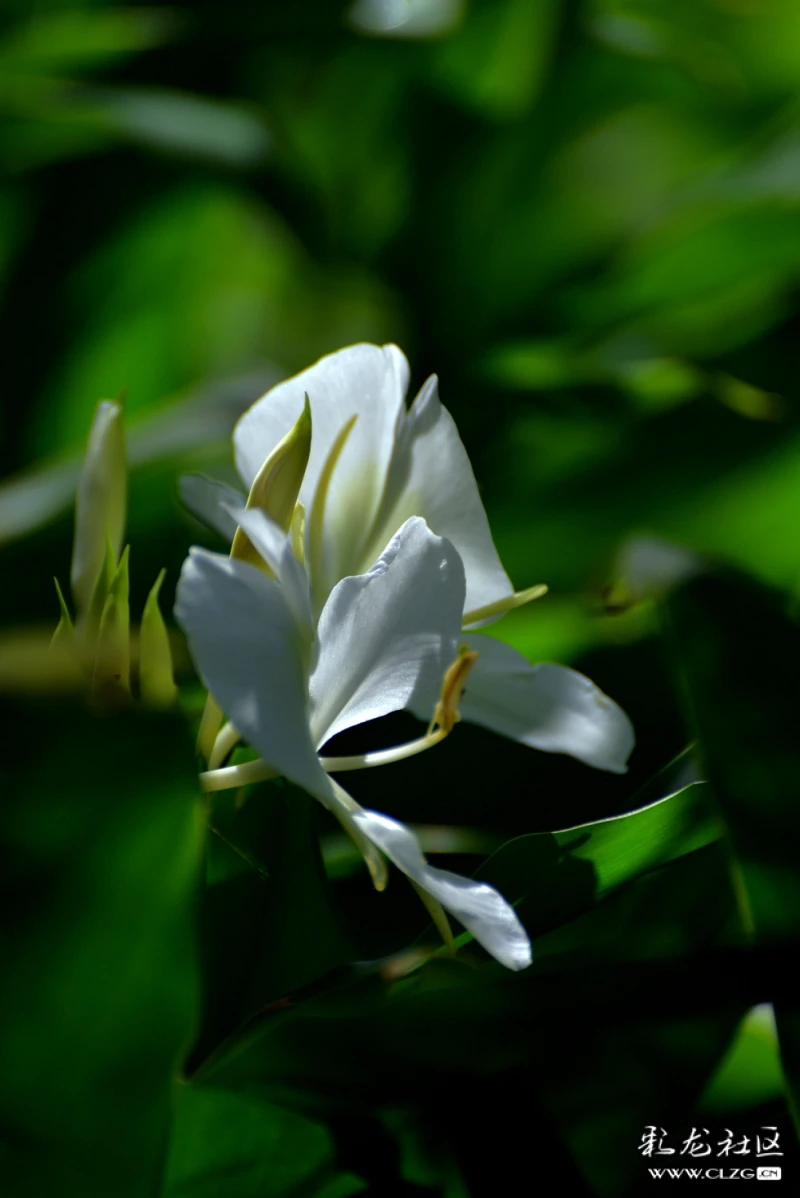 2022年8月18日摄于昆明渔浦寒泉湿地公园姜花又名野