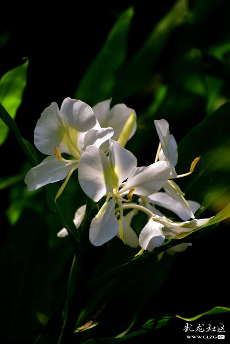 2022年8月18日摄于昆明渔浦寒泉湿地公园姜花又名野