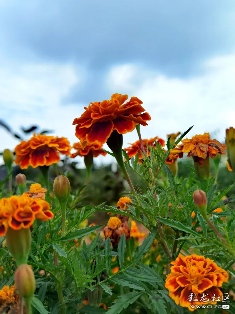 金灿灿怒放的万寿菊昂首怒放的花朵像一团熊熊燃烧的火焰美丽多姿
