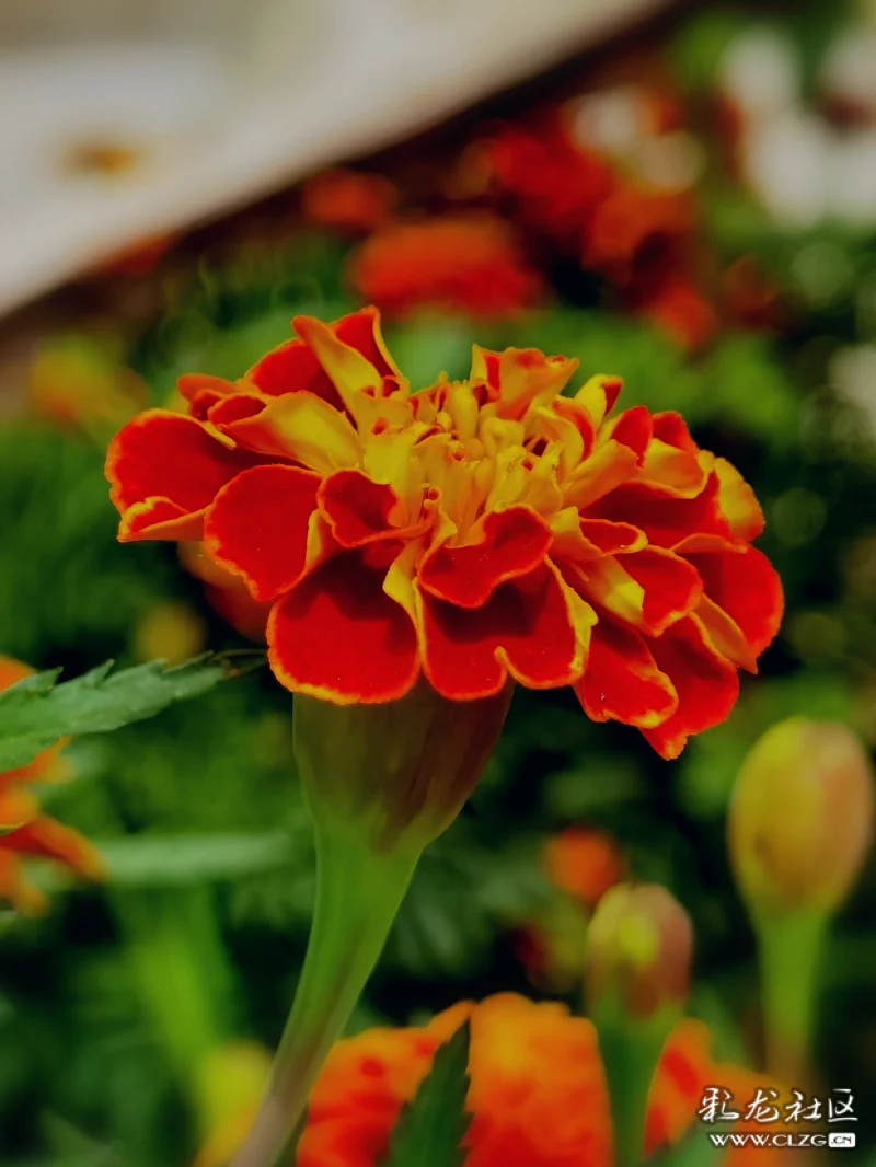 金灿灿怒放的万寿菊昂首怒放的花朵像一团熊熊燃烧的火焰美丽多姿