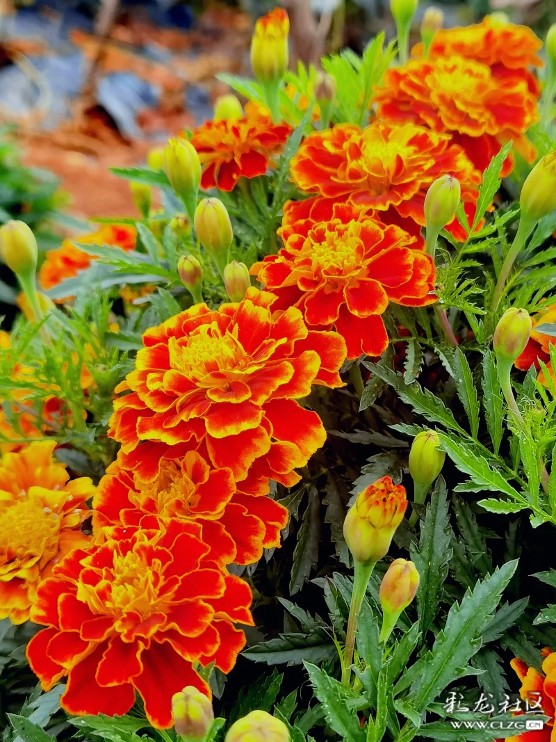 金灿灿怒放的万寿菊昂首怒放的花朵像一团熊熊燃烧的火焰美丽多姿