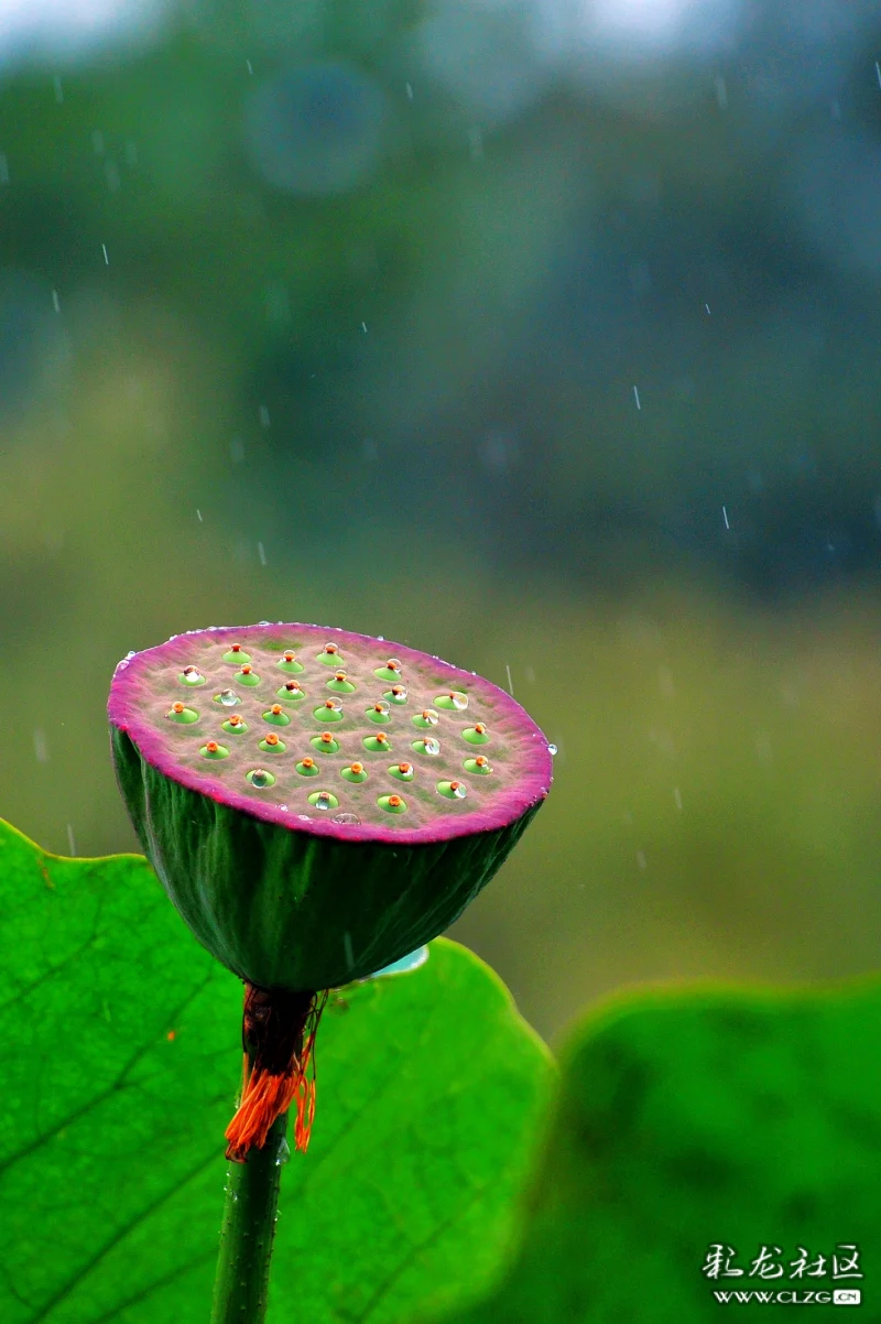 雨中莲蓬-彩龙社区