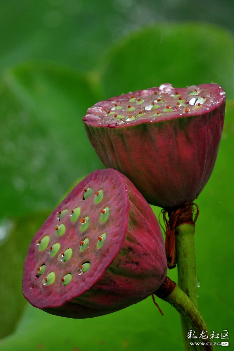 雨中莲蓬-彩龙社区