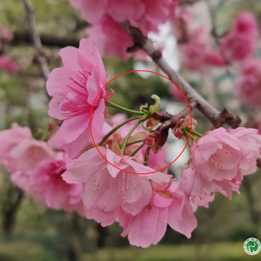 海棠和樱花图片