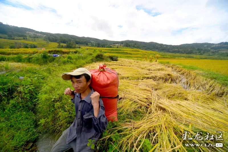 人背马驮运粮忙