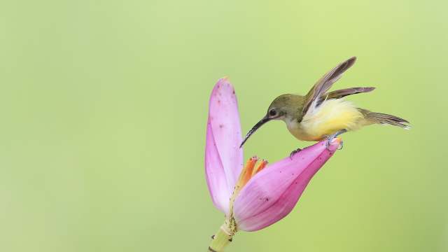 「家乡宝拍鸟」长嘴捕蛛鸟吸食香蕉花蜜-彩龙社区