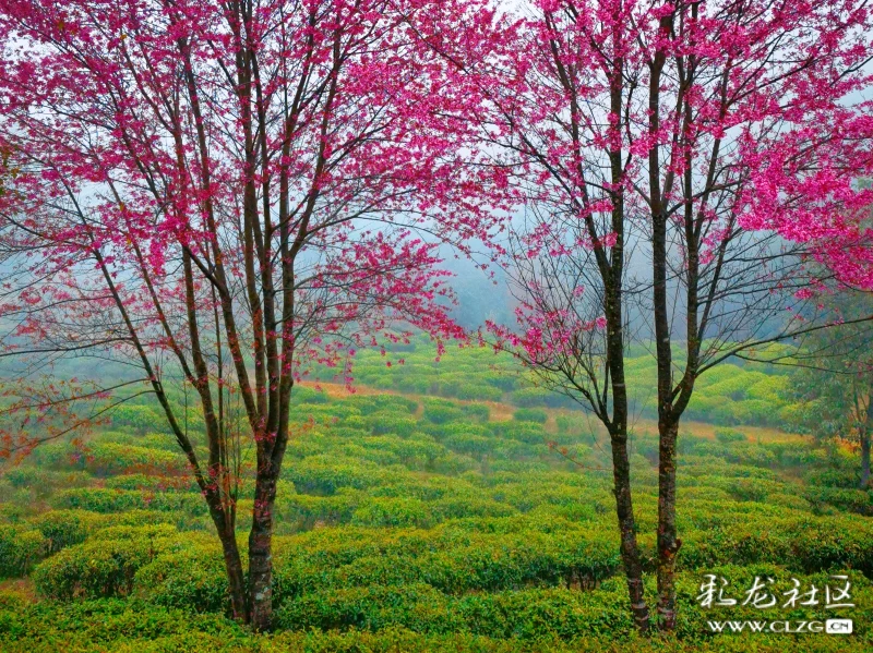 大理賞櫻地堪比無量山景美且無門票知道在哪嗎