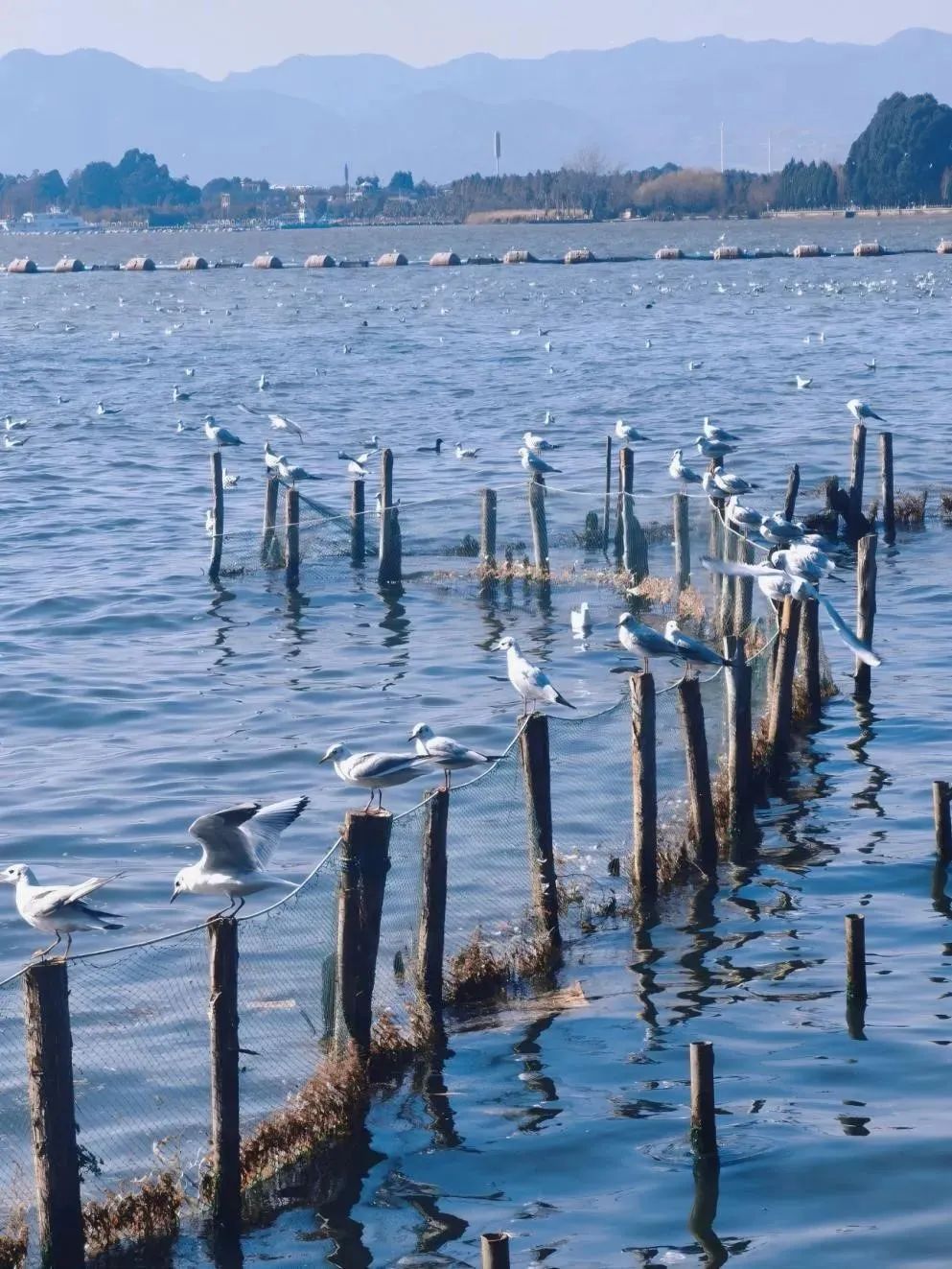 除了海埂公園,海埂大壩,翠湖公園,大觀樓,環西橋等地,海洪溼地,王官