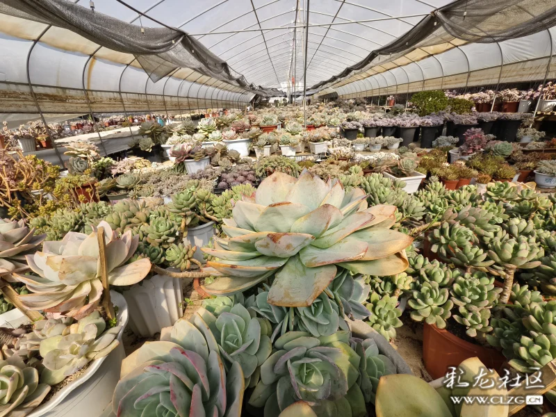 云南昆明斗南花卉畅销国内外