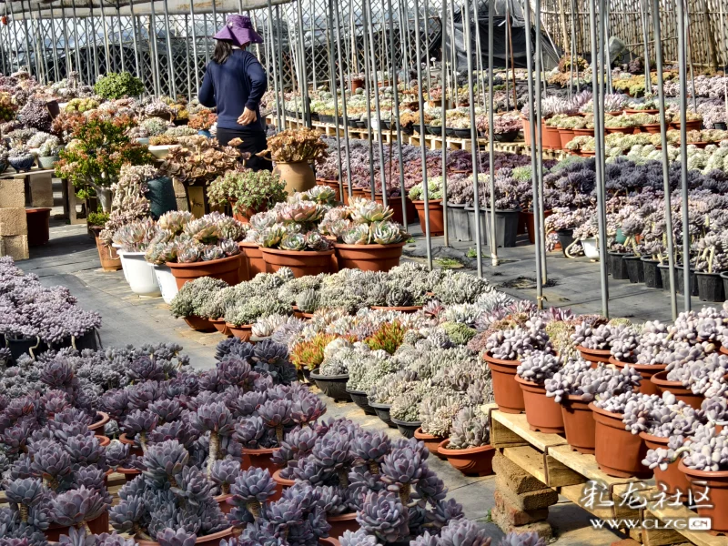 云南昆明斗南花卉畅销国内外
