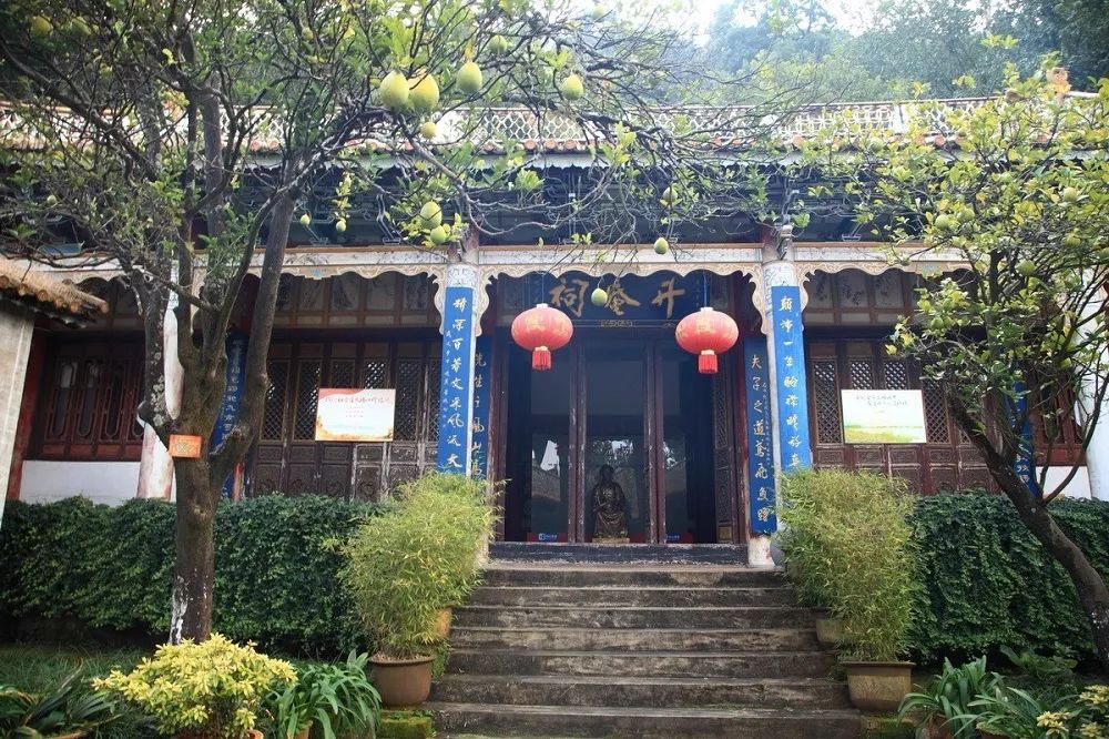 昆明的奇花异草:绿美大历史-彩龙社区