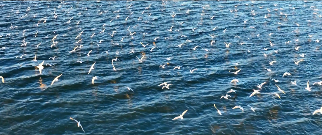 往来的交响所以何言孤行走在曼妙丝路上得道者必然多助举目眺望