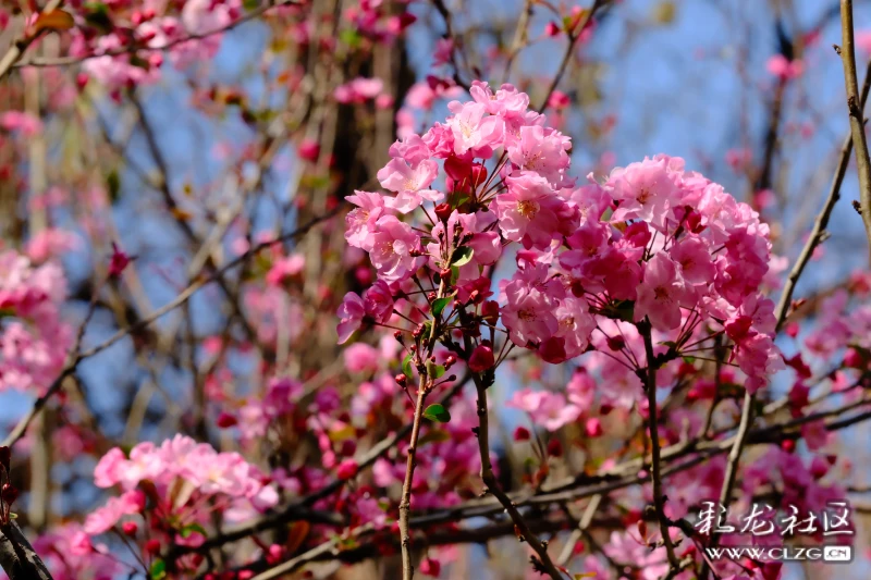 昆明第二十四届樱花节开幕了