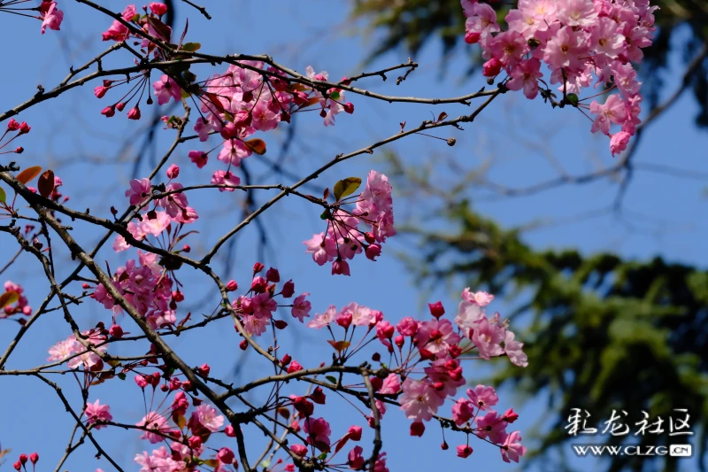 昆明第二十四届樱花节开幕了