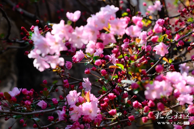 昆明第二十四届樱花节开幕了