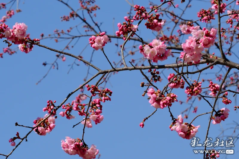 昆明第二十四届樱花节开幕了