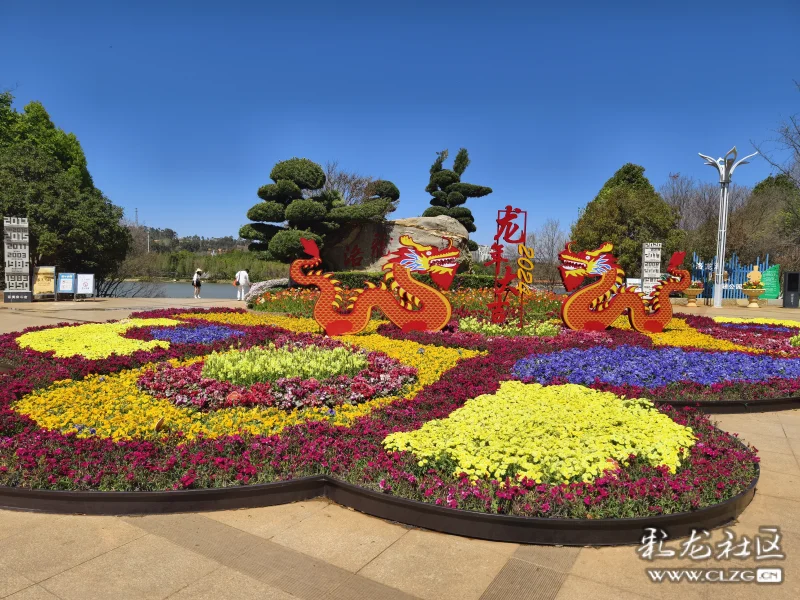 昆明呈贡洛龙公园首届樱花节开放迎游客