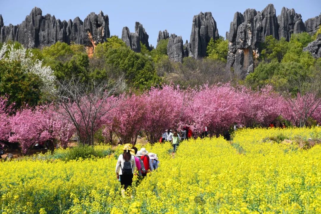 乃古石林风景区花海图片